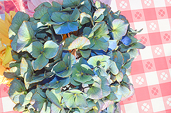 LAURELHURST SALMON BAKE 2015